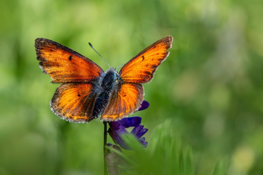 a butterfly sitting on top of a purple flower olGSw3eMZ