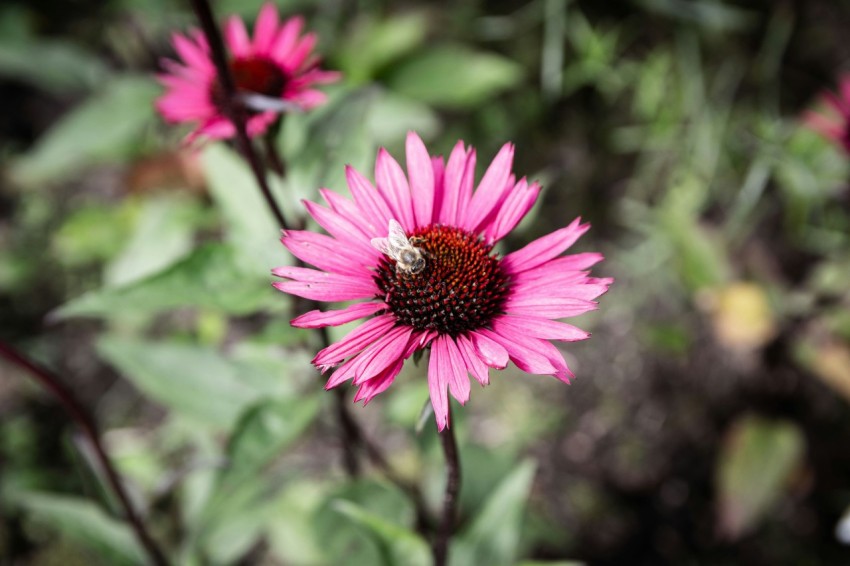 a pink flower with a bee on it