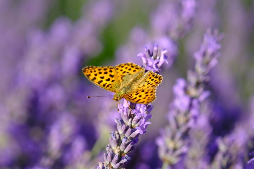 a yellow butterfly sitting on a purple flower