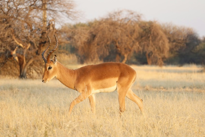 a gazelle walking through a field of tall grass