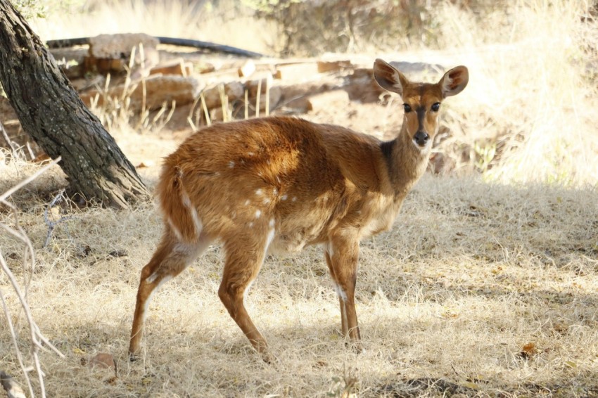 a small deer standing in the middle of a forest