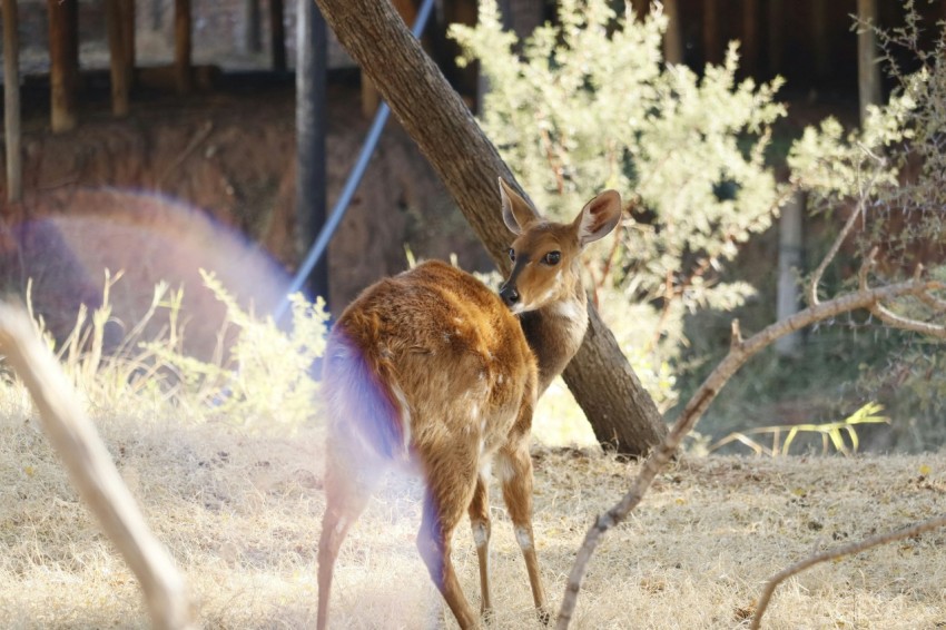 a couple of deer standing on top of a dry grass field