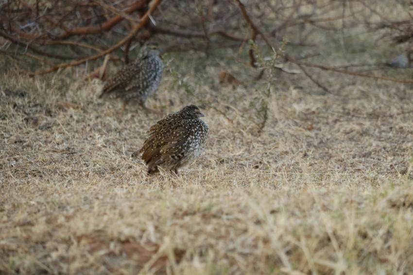 a couple of birds standing on top of a dry grass field