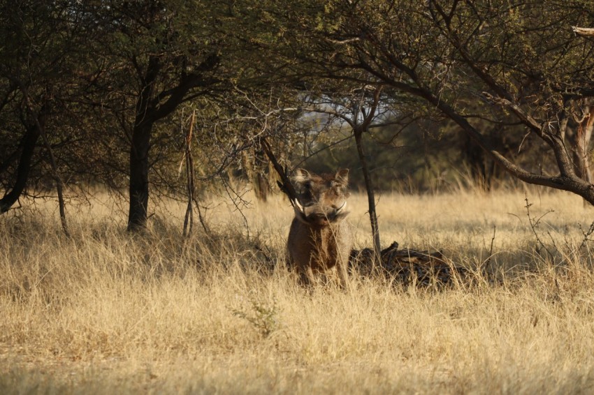 a couple of animals that are standing in the grass