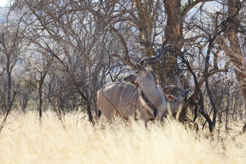 an antelope standing in tall grass in front of trees xz7k1