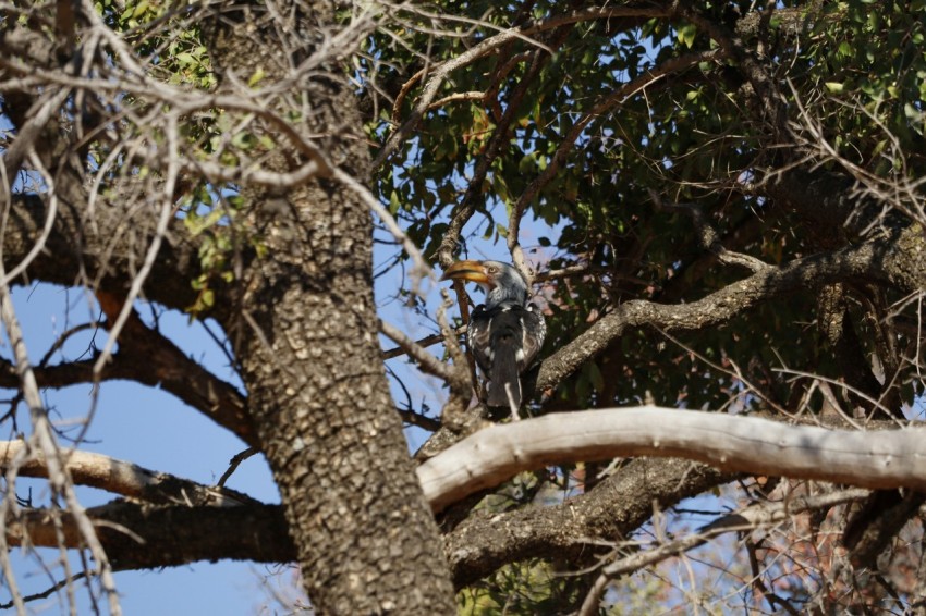 a bird perched on a branch of a tree