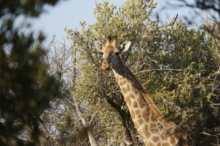 a giraffe standing next to a forest filled with trees