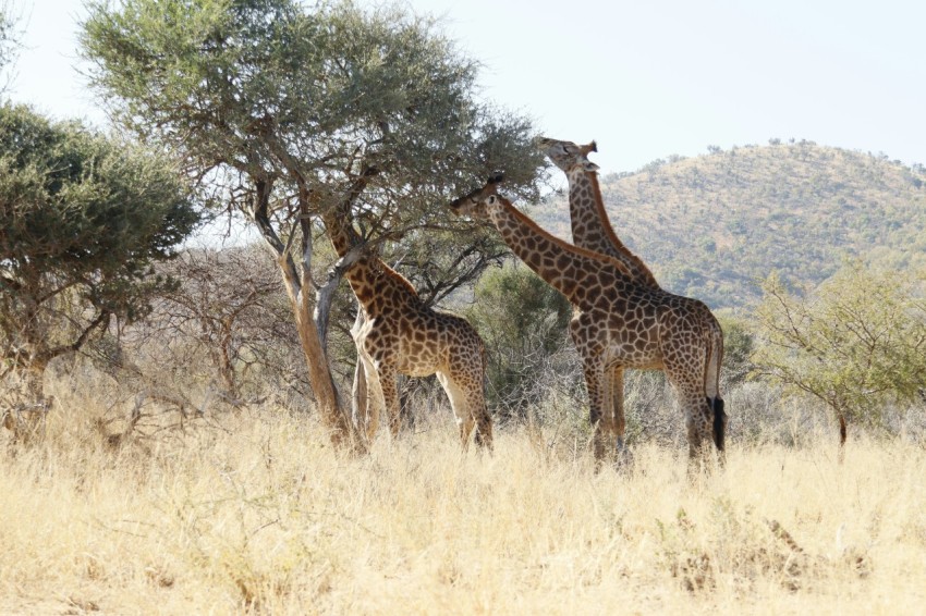 a group of giraffes standing in a field