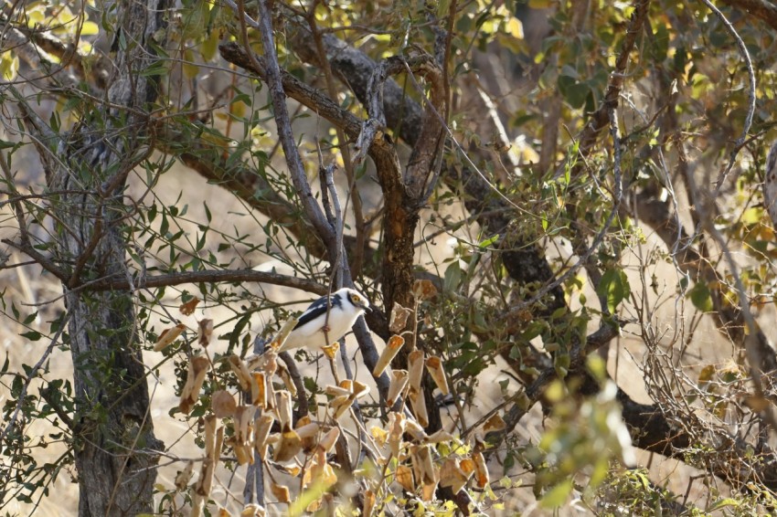 a black and white bird sitting on top of a tree