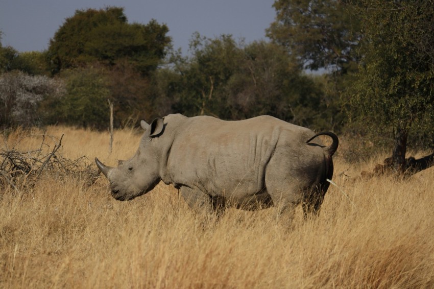 a rhinoceros walking through a dry grass field