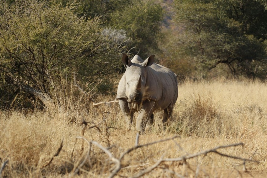 a rhino standing in a dry grass field