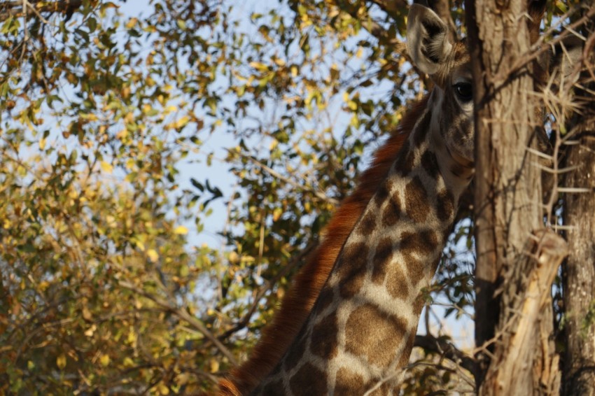 a giraffe standing next to a tall tree