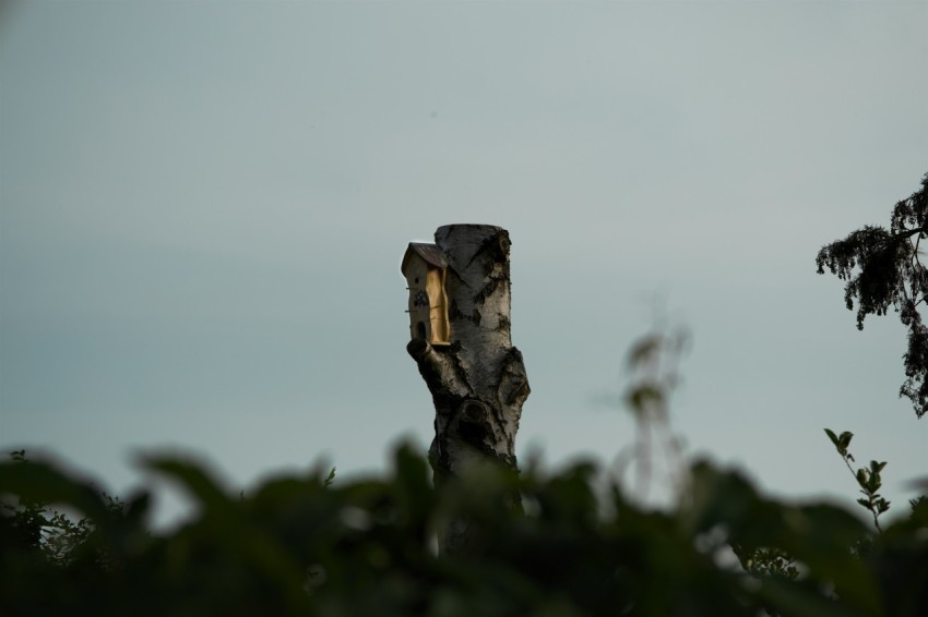 a bird perched on top of a tree branch