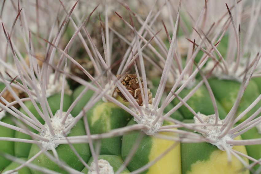 a close up of a bunch of green bananas