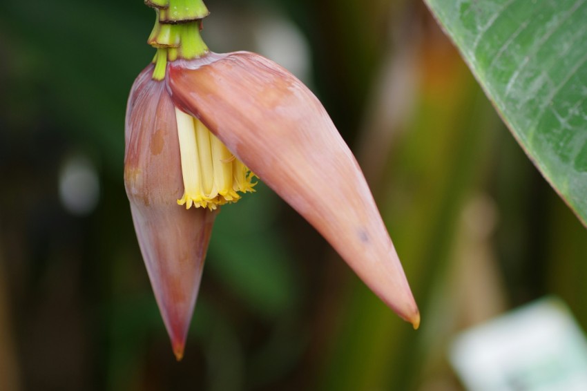 a close up of a flower on a plant