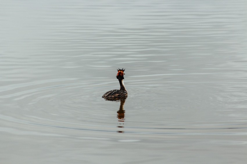 a duck floating on top of a body of water