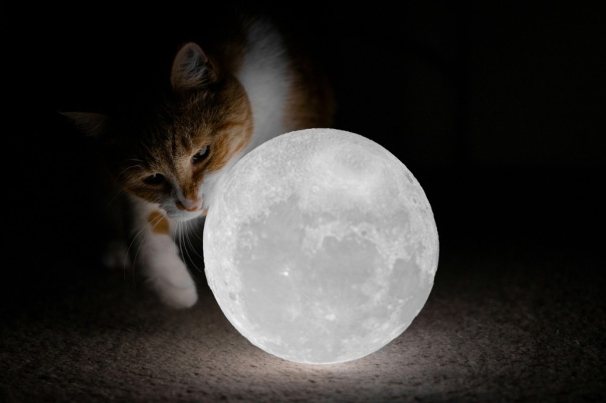 a cat standing next to a full moon