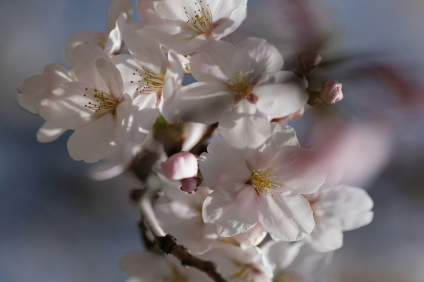 a bunch of white flowers on a tree branch