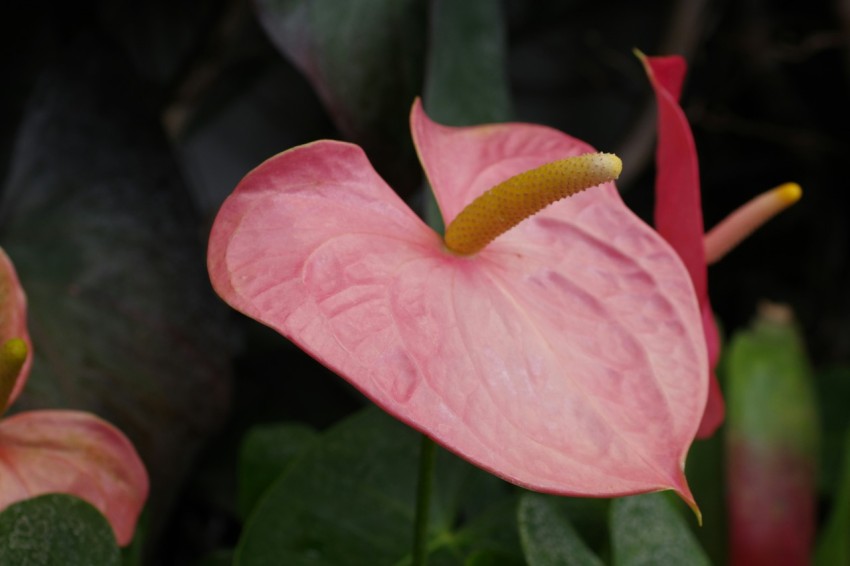 a close up of a pink flower with green leaves