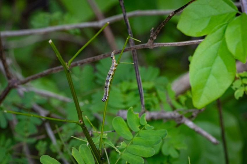 a bird perched on a branch in a tree