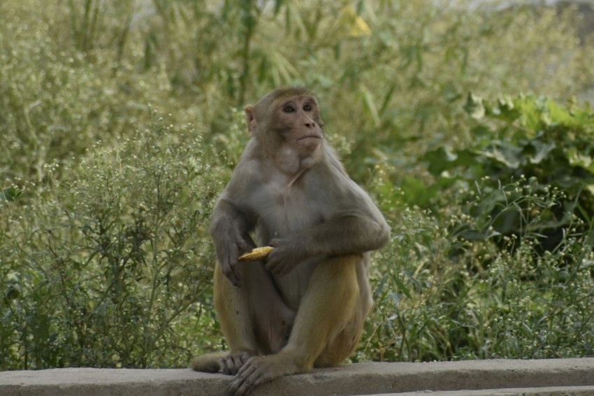 a monkey sitting on a ledge eating a banana