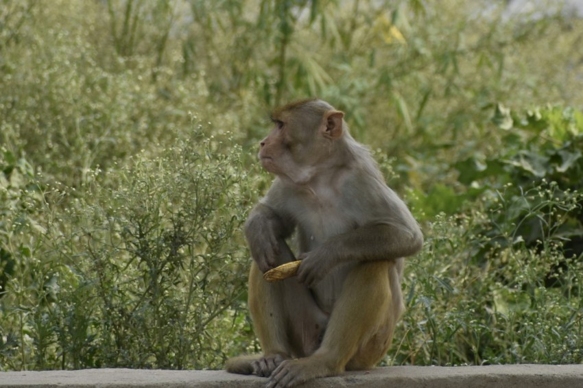 a monkey sitting on a ledge eating a banana