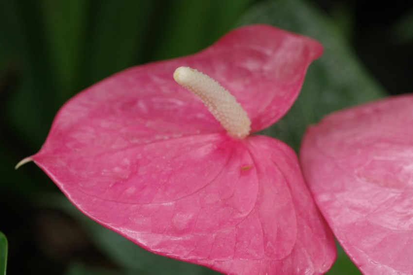 a close up of a pink flower with green leaves in the background