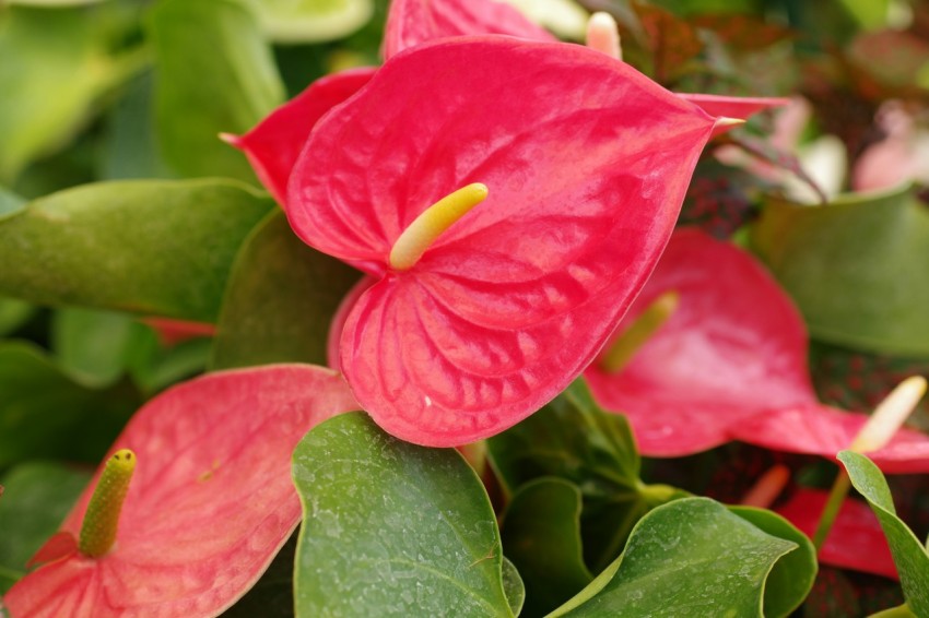 a close up of a red flower with green leaves g02