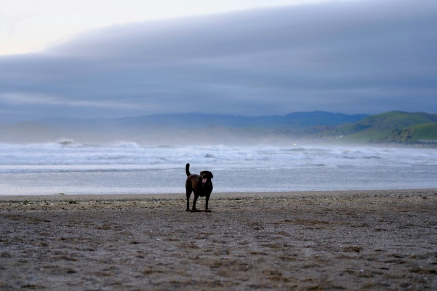 a dog standing on a beach next to the ocean