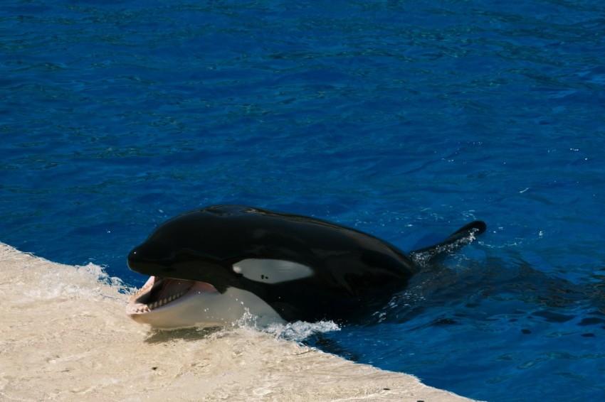 a black and white orca swimming in a pool