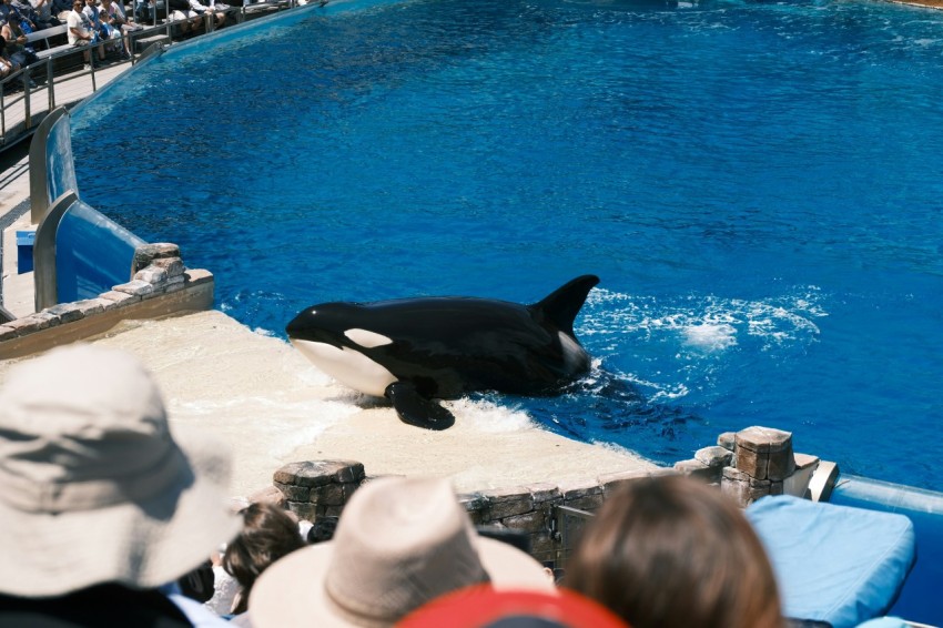 a dolphin in a pool with people watching