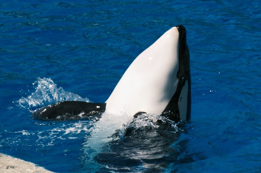 a large white and black animal in the water