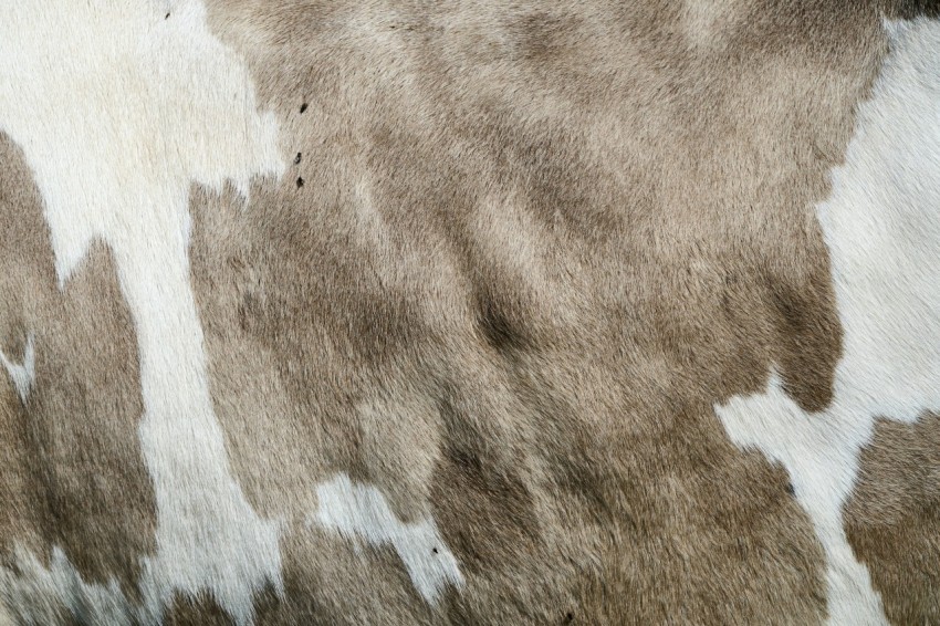 a close up of a cows brown and white fur