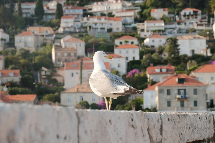 a seagull sitting on a wall with a city in the background