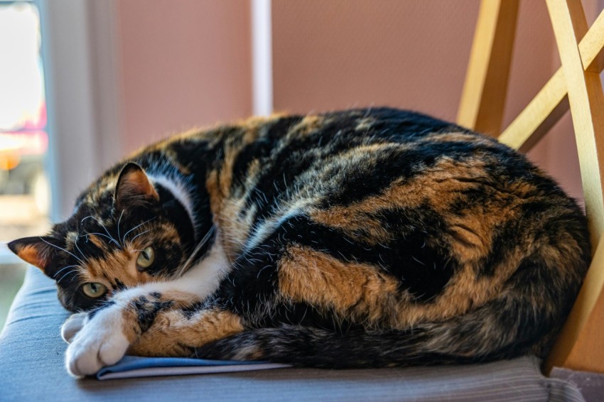 a calico cat laying on top of a wooden chair h2igz3