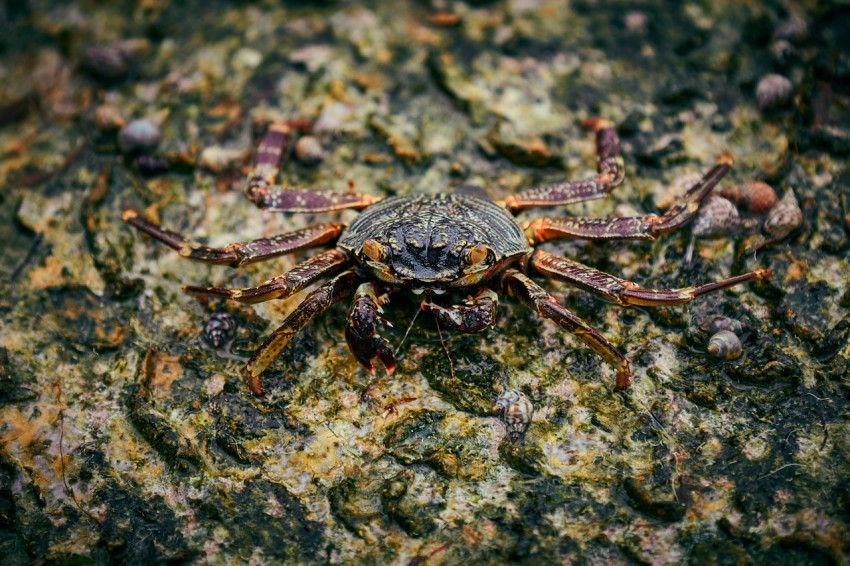 a close up of a crab on a rock