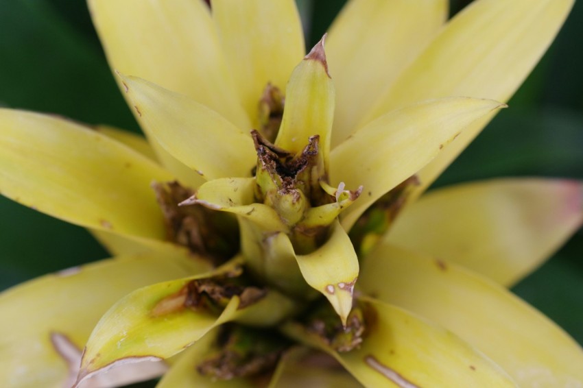 a close up of a yellow flower with green leaves in the background