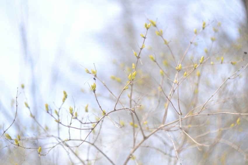 a blurry photo of a tree with yellow flowers