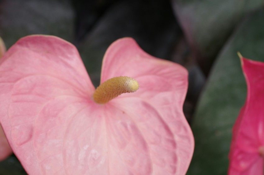 a close up of a pink flower with green leaves KLuNoc3c