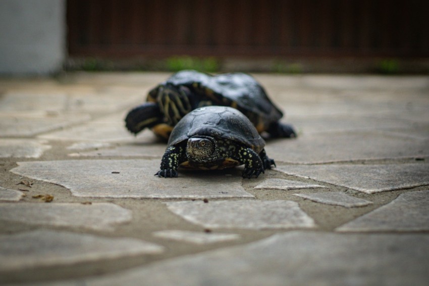 a couple of turtles laying on top of a tiled floor