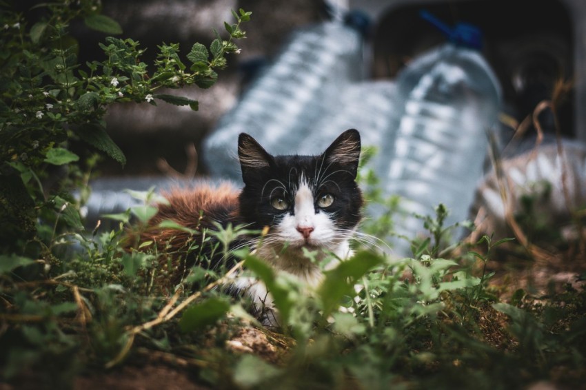 a black and white cat laying in the grass