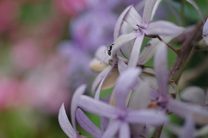 a close up of a purple flower with a blurry background