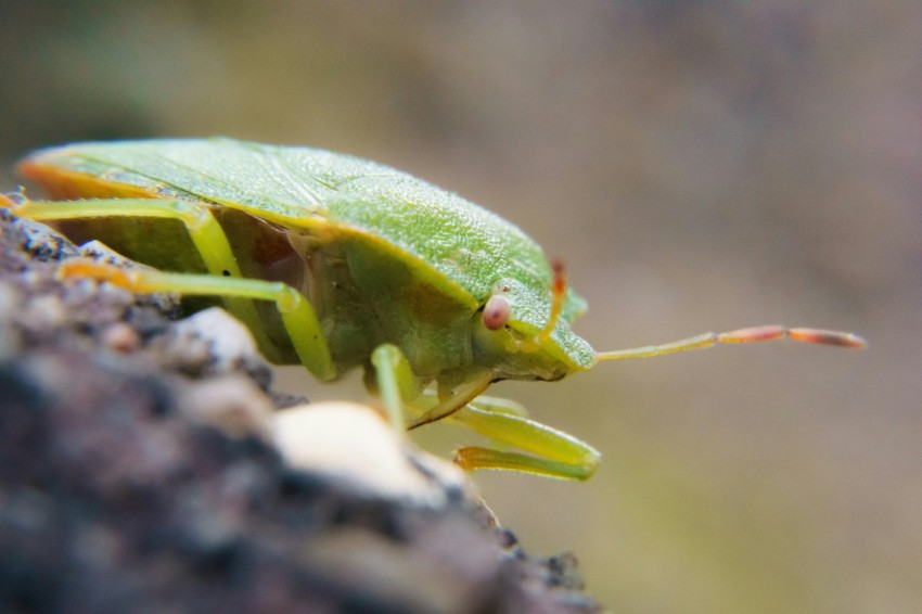 a close up of a green bug on a rock