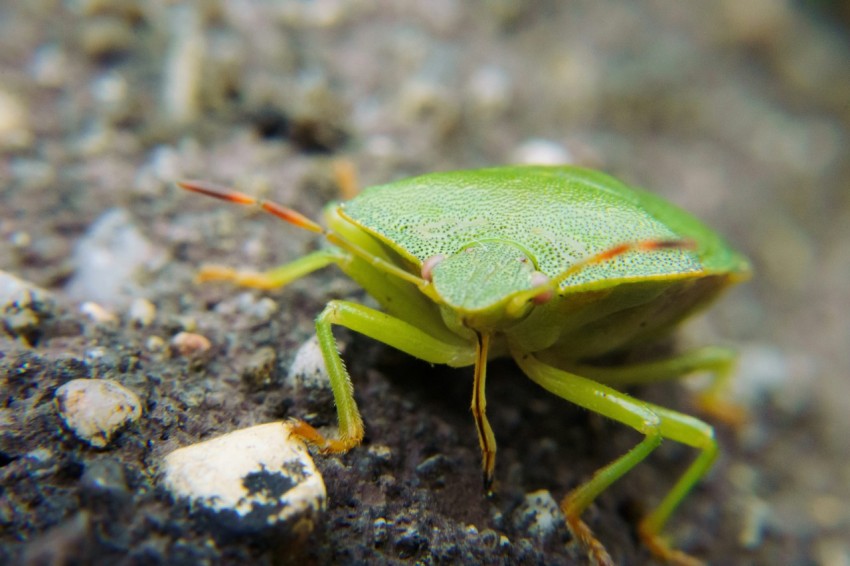 a close up of a green bug on the ground