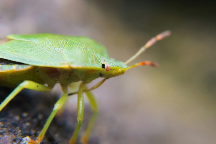 a close up of a green bug on a rock