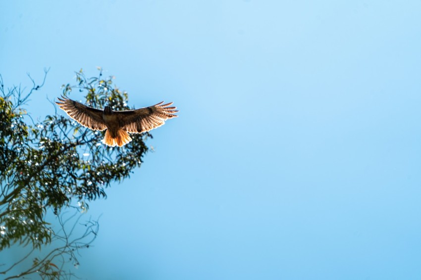 a bird flying over a tree with a blue sky in the background