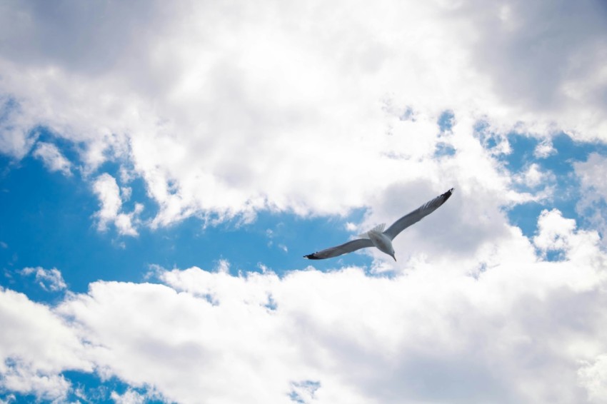 a bird flying through a cloudy blue sky