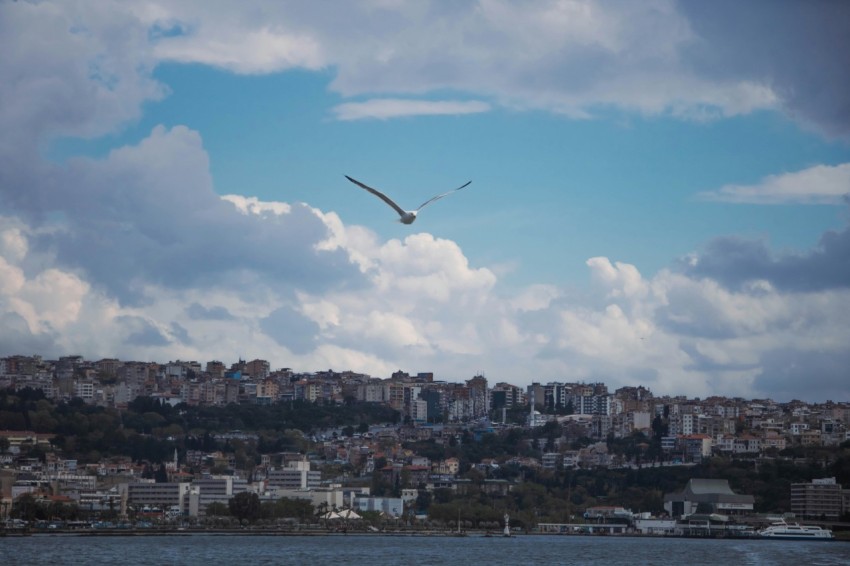 a bird flying over a body of water