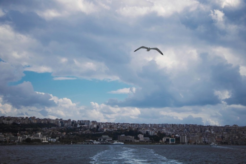 a bird flying over a body of water