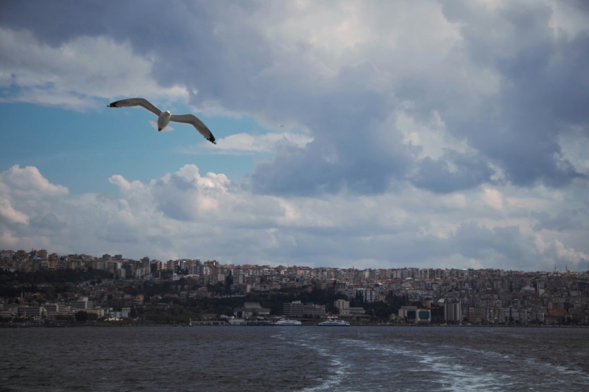 a bird flying over a body of water